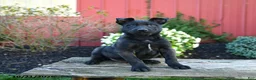 Belgian Malinois dogs for sale: Edge - Ad 2