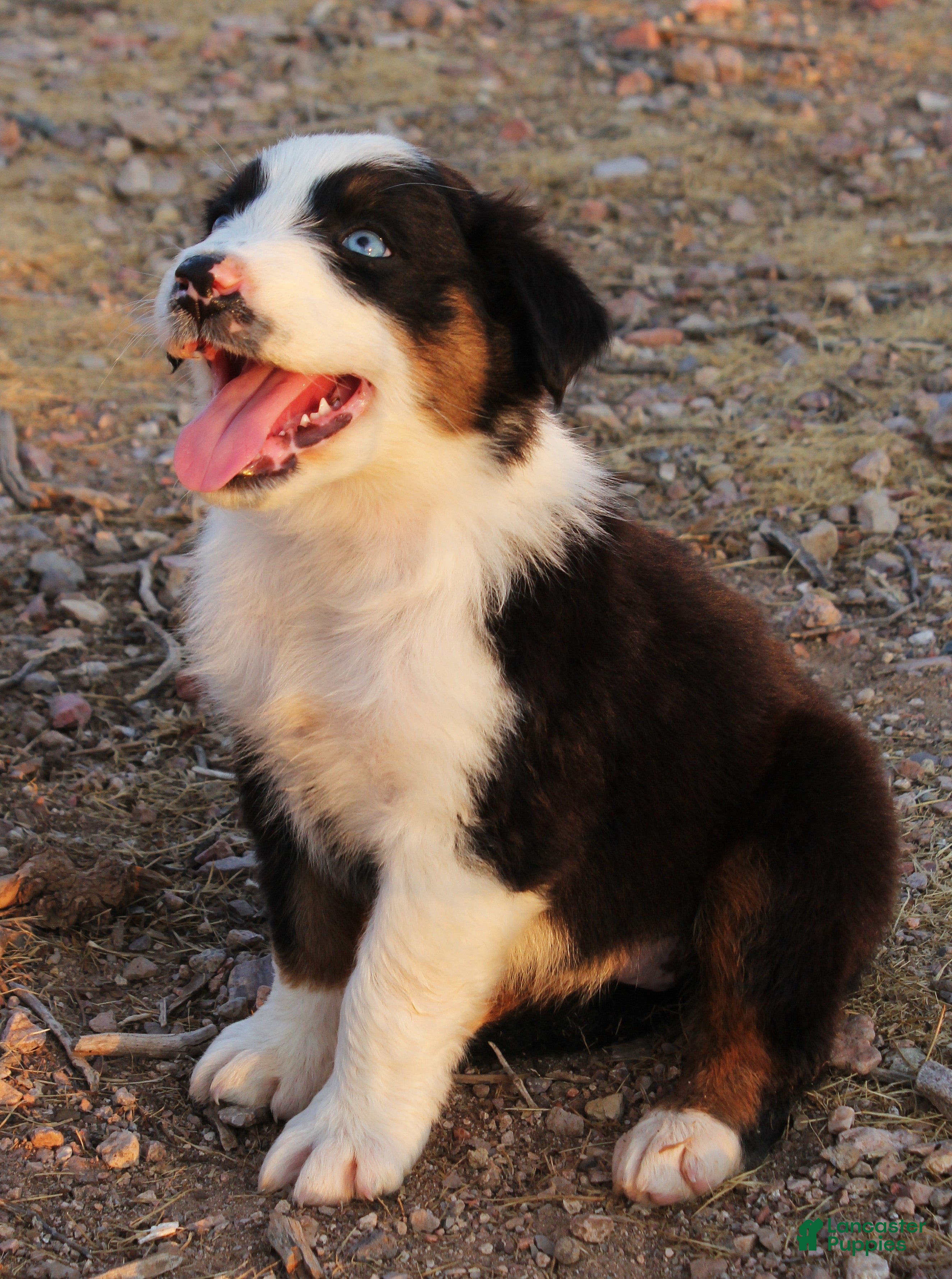 Australian Shepherd dogs Black tri female with blue eyes - Ad 2