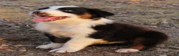 Australian Shepherd dogs for sale: Black tri female with blue eyes - Ad 3