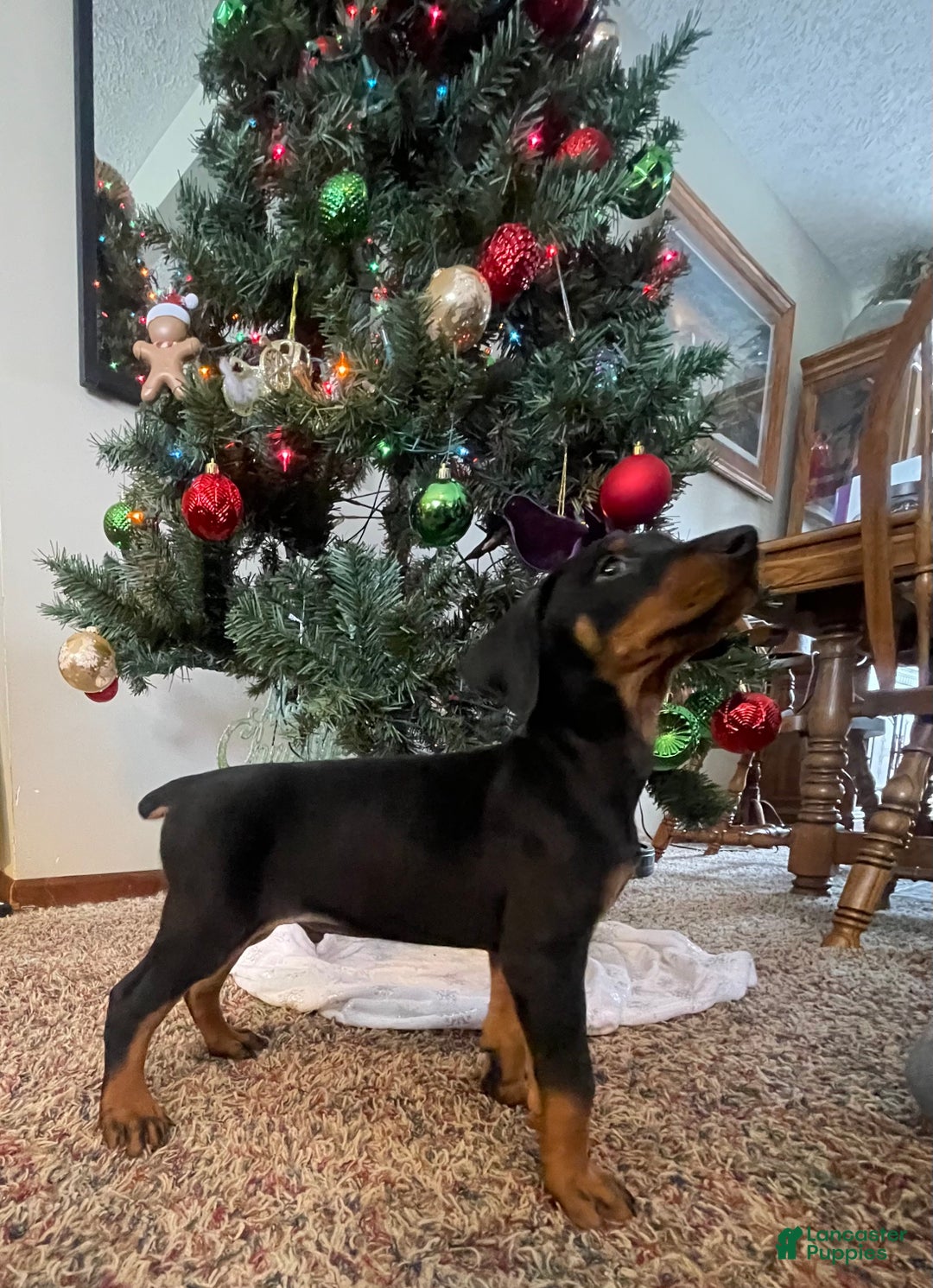 French Bulldog dogs for sale: Snail - Ad 45