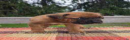 Cane Corso dogs for sale: AKC Vladimir  - Ad 2