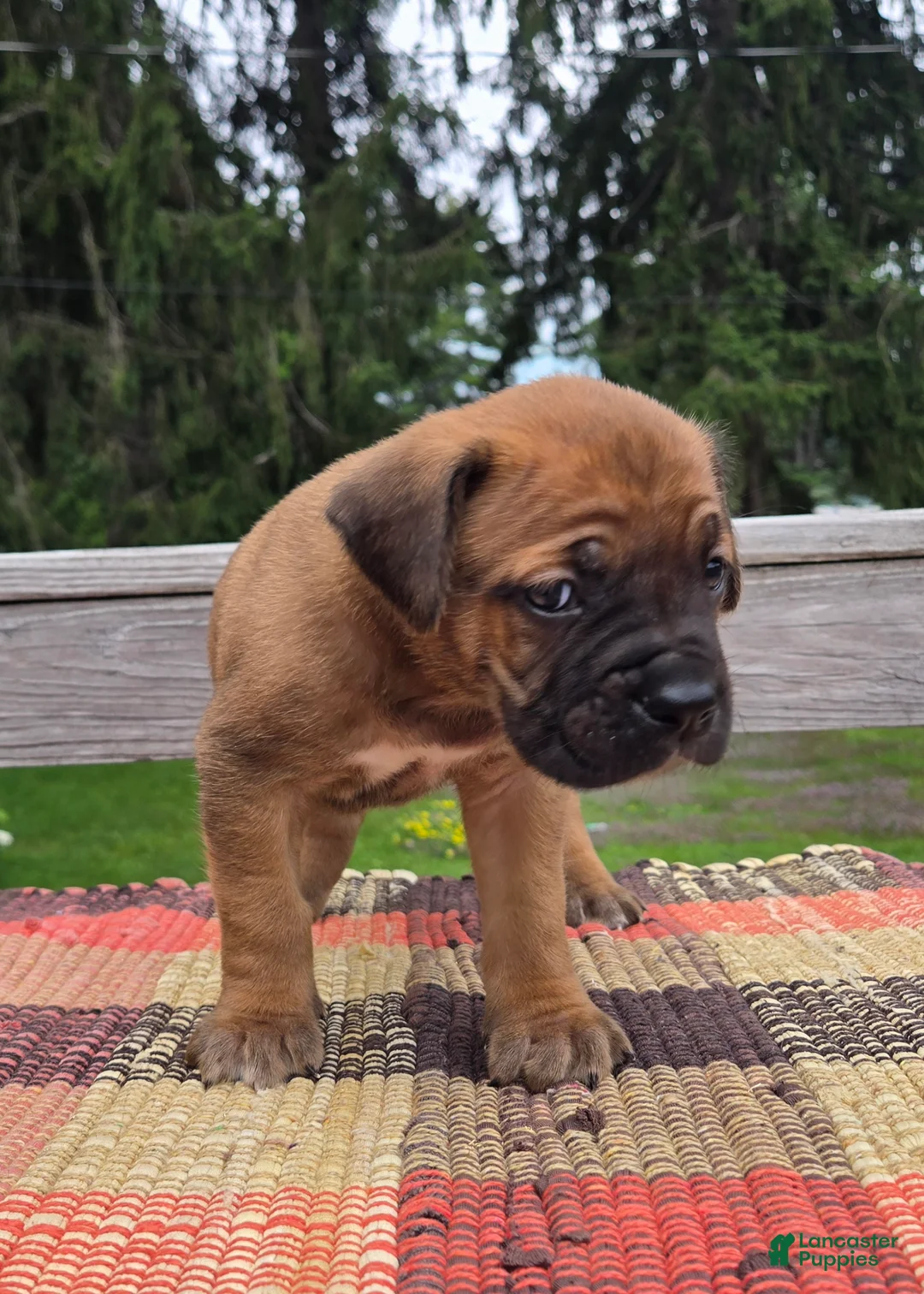 Cane Corso dogs for sale: AKC Vladimir  - Ad 2
