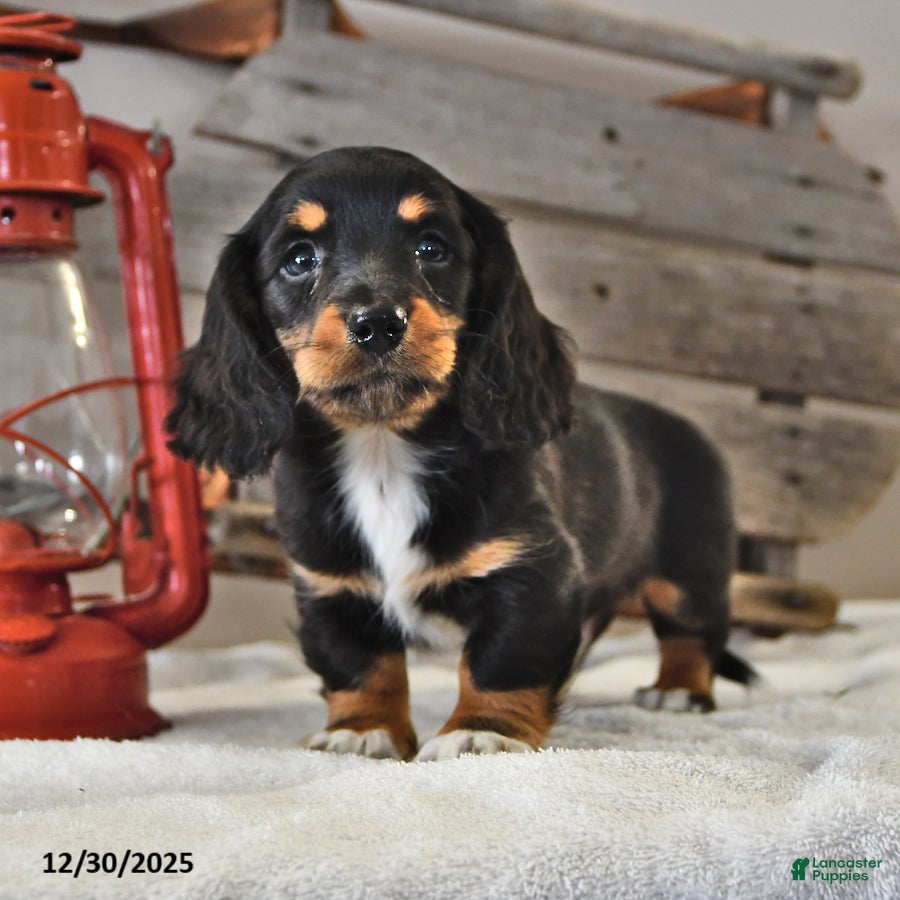 Miniature Dachshund dogs Rover - Ad 35