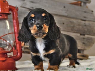 Miniature Dachshund dogs Rover - Ad 39