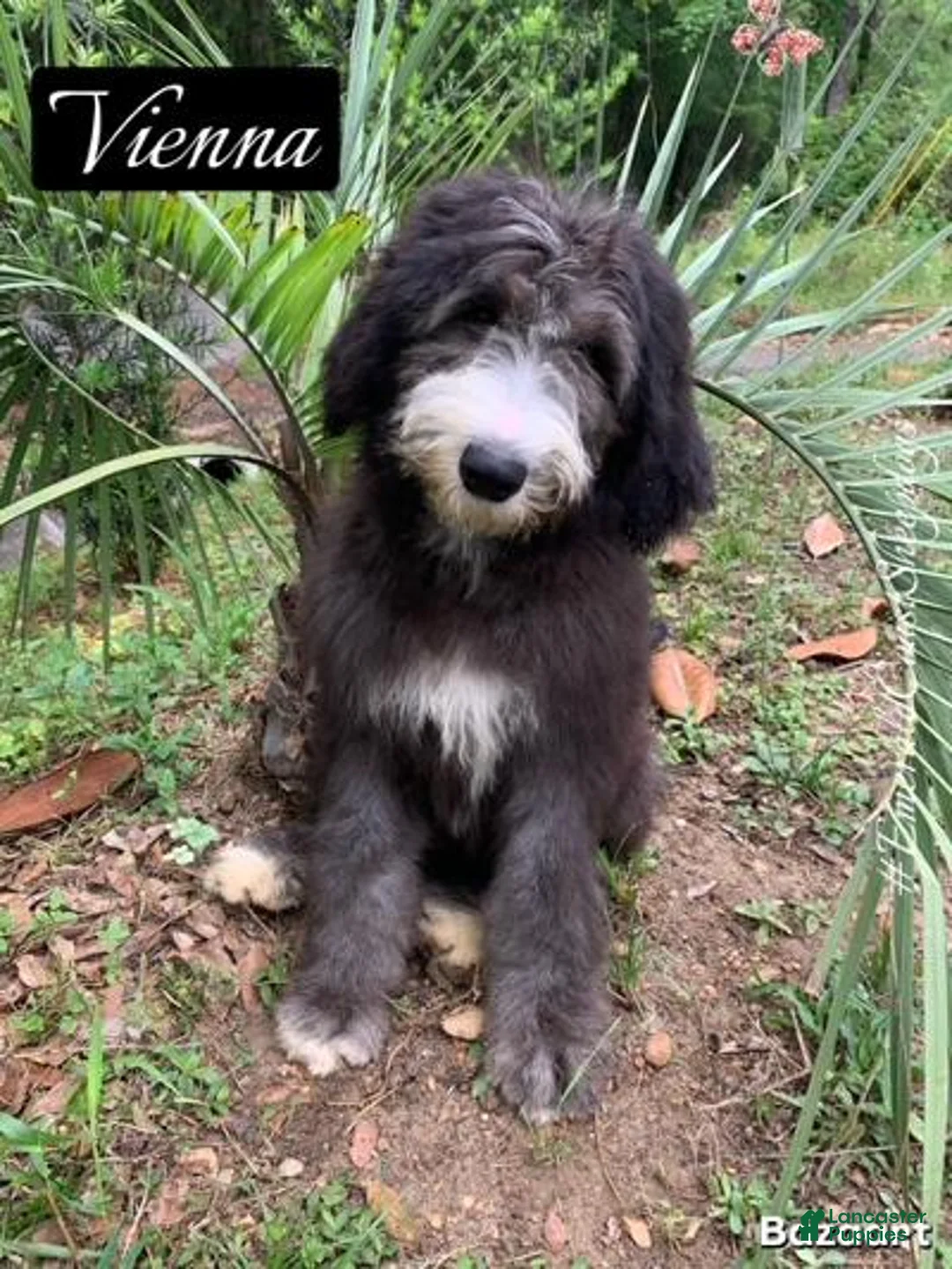 Sheepadoodle dogs for sale: Vienna - Ad 1