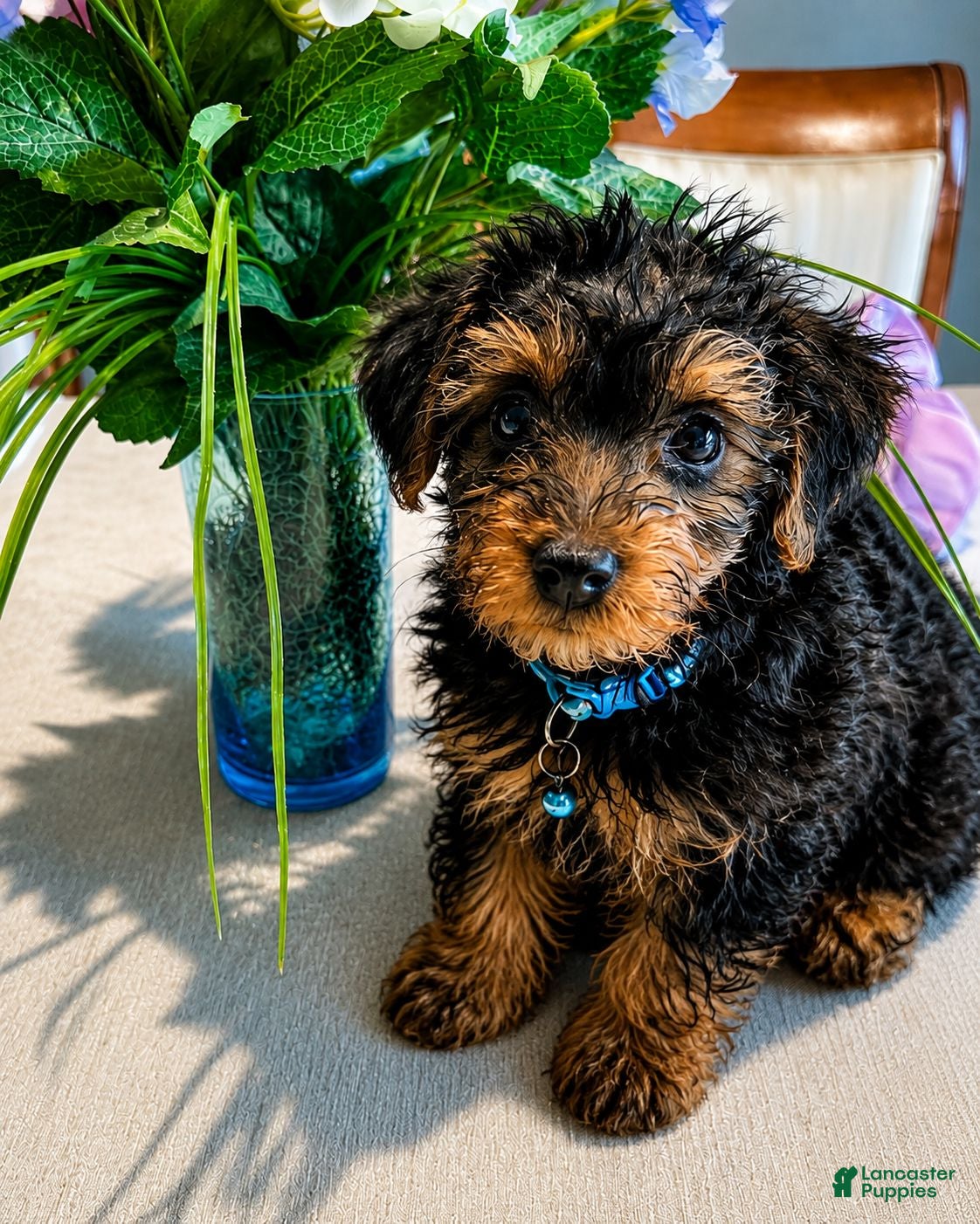 Yorkiepoo dogs Jonah - Ad 2