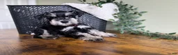 Miniature Schnauzer dogs for sale: Duke - Ad 19