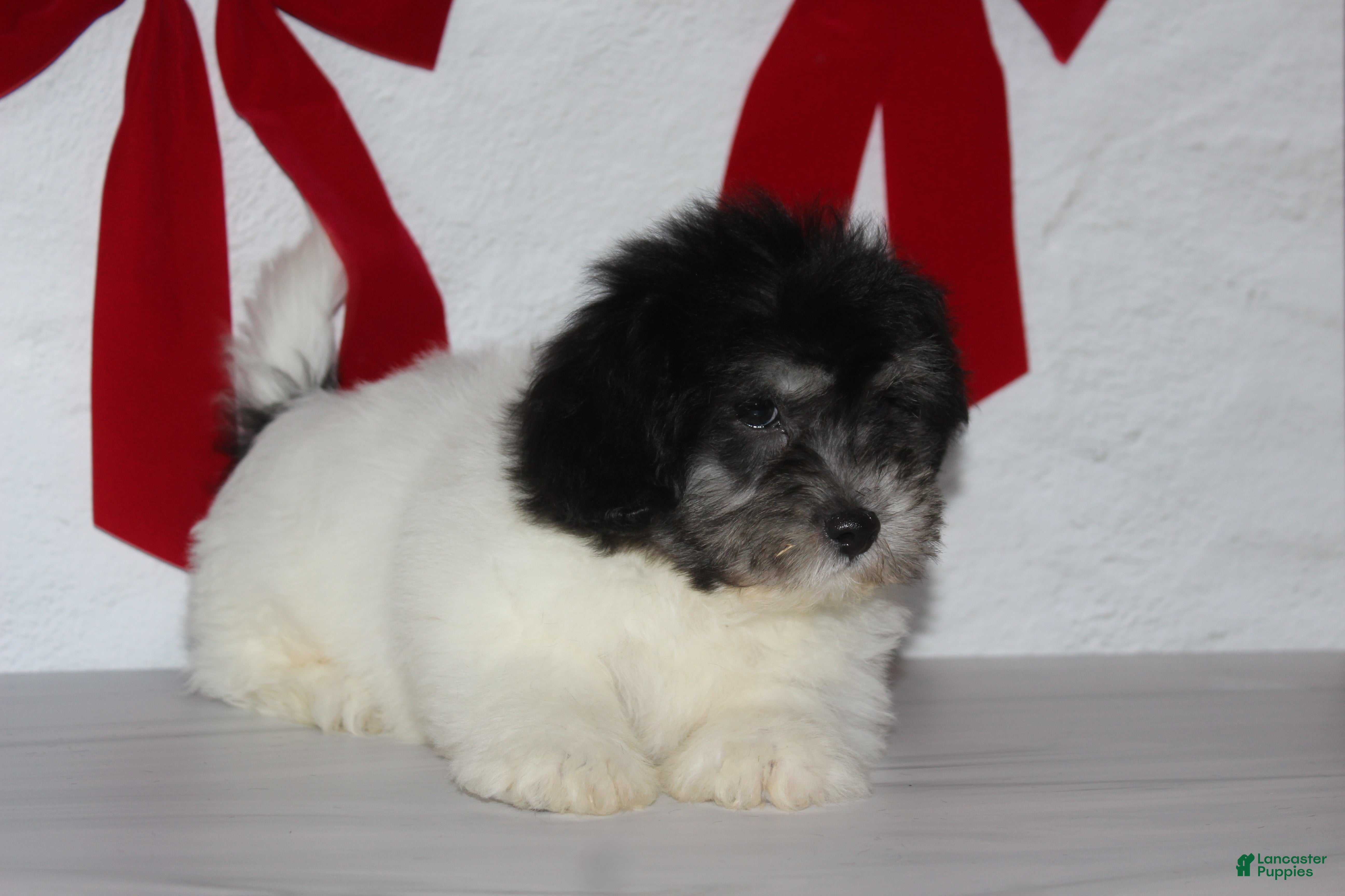 Teddy Bear dogs for sale: Rue - Ad 2