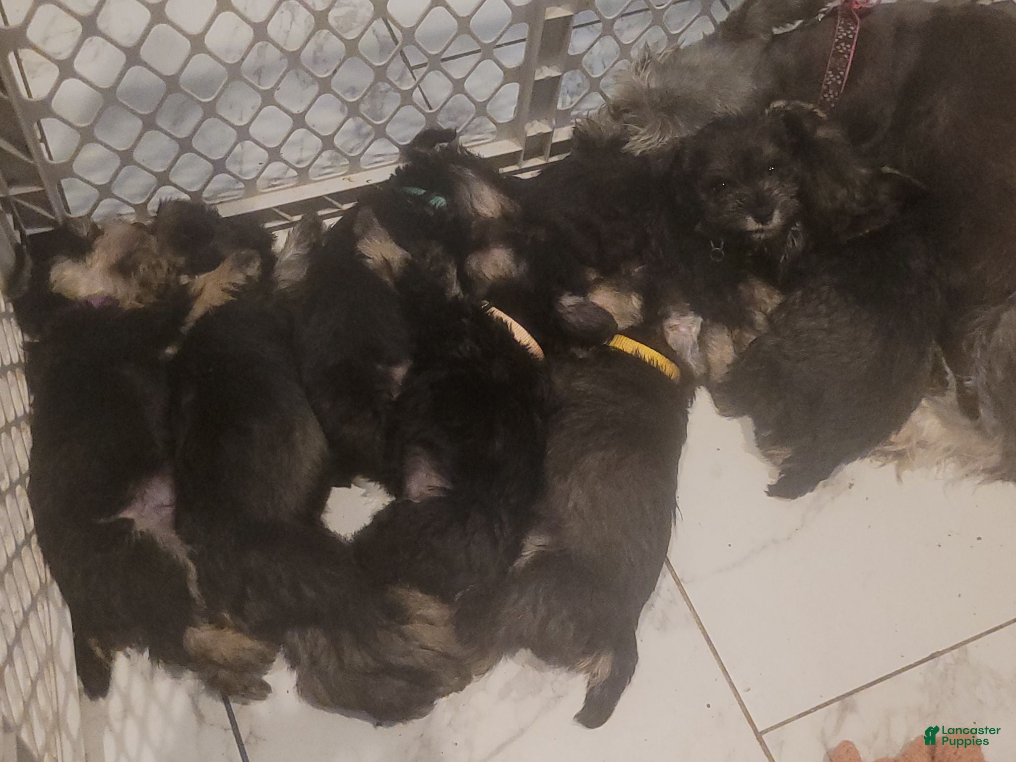 Miniature Schnauzer dogs Miniature Schnauzer 2 - Ad 27