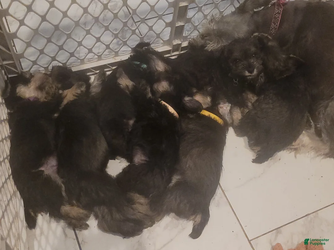 Miniature Schnauzer dogs for sale: Miniature Schnauzer 2 - Ad 1