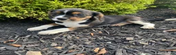 Mixed Breed dogs for sale: Dolly - Ad 5