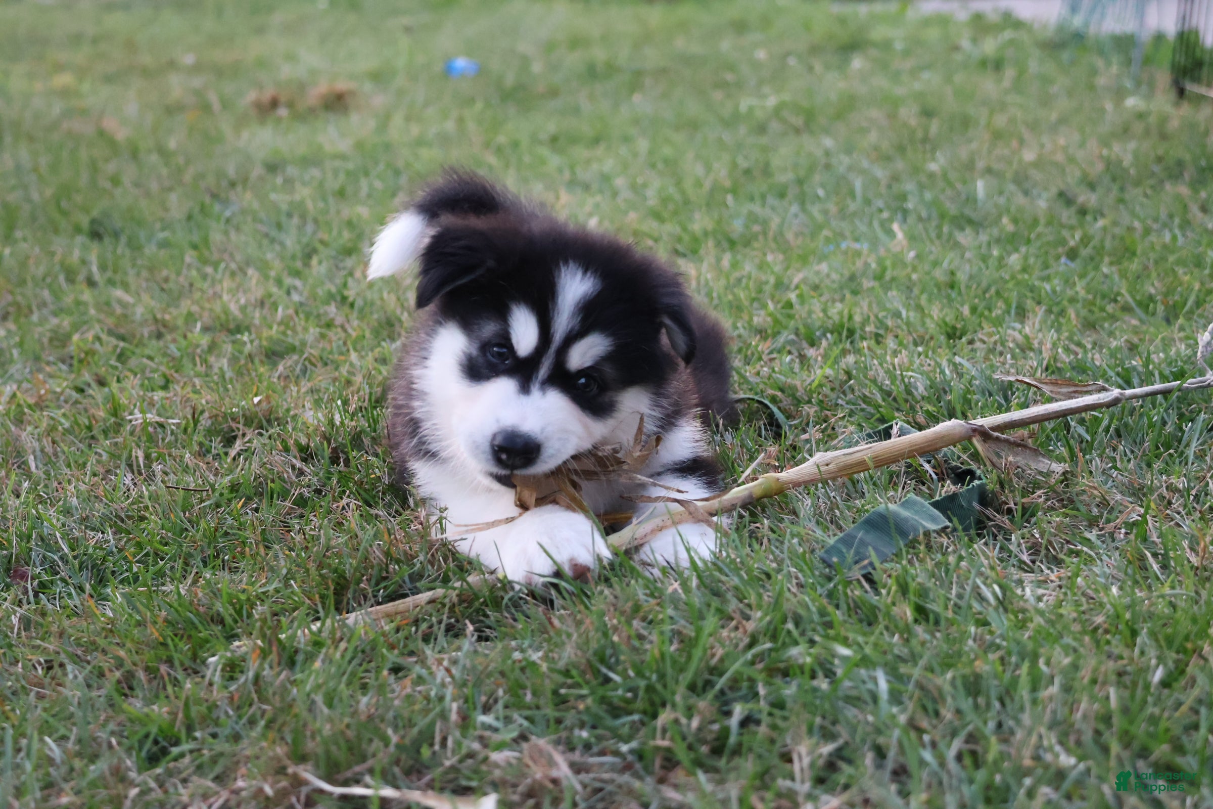 Alaskan Malamute dogs Timber - Ad 2