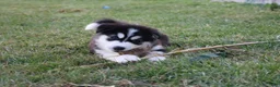 Alaskan Malamute dogs for sale: Timber - Ad 4