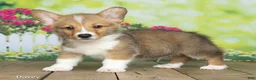 Welsh Corgi Pembroke dogs for sale: Davey - Ad 3
