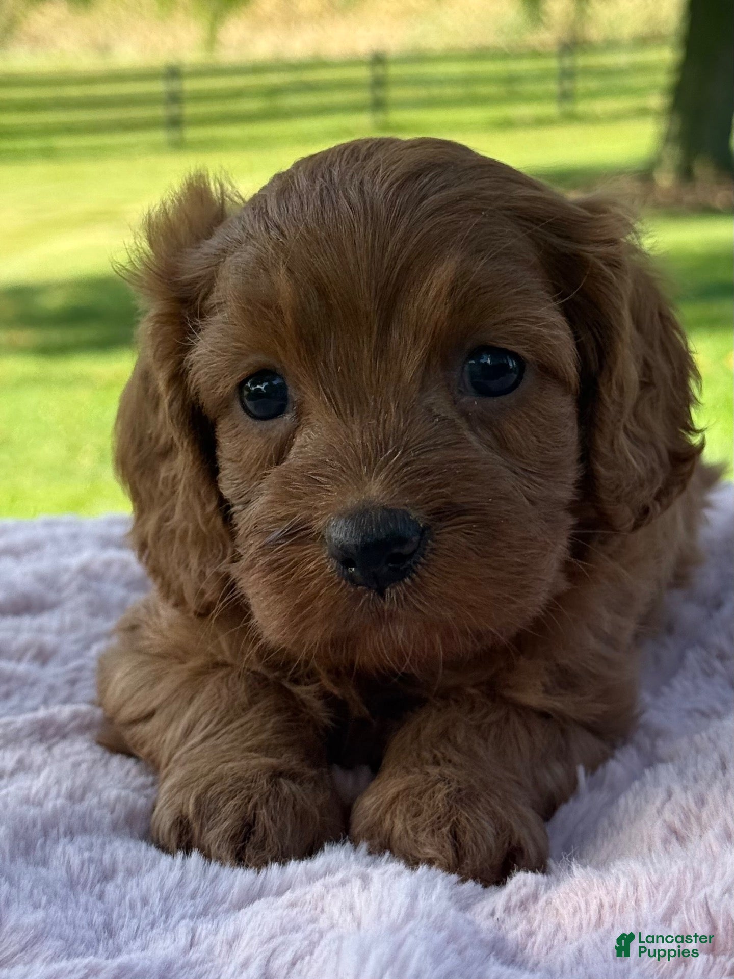 Cavapoo dogs Ruby - Ad 1