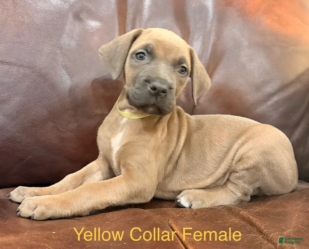 Cane Corso dogs for sale: Cane Corso F Puppy Yellow Collar  - Ad 3