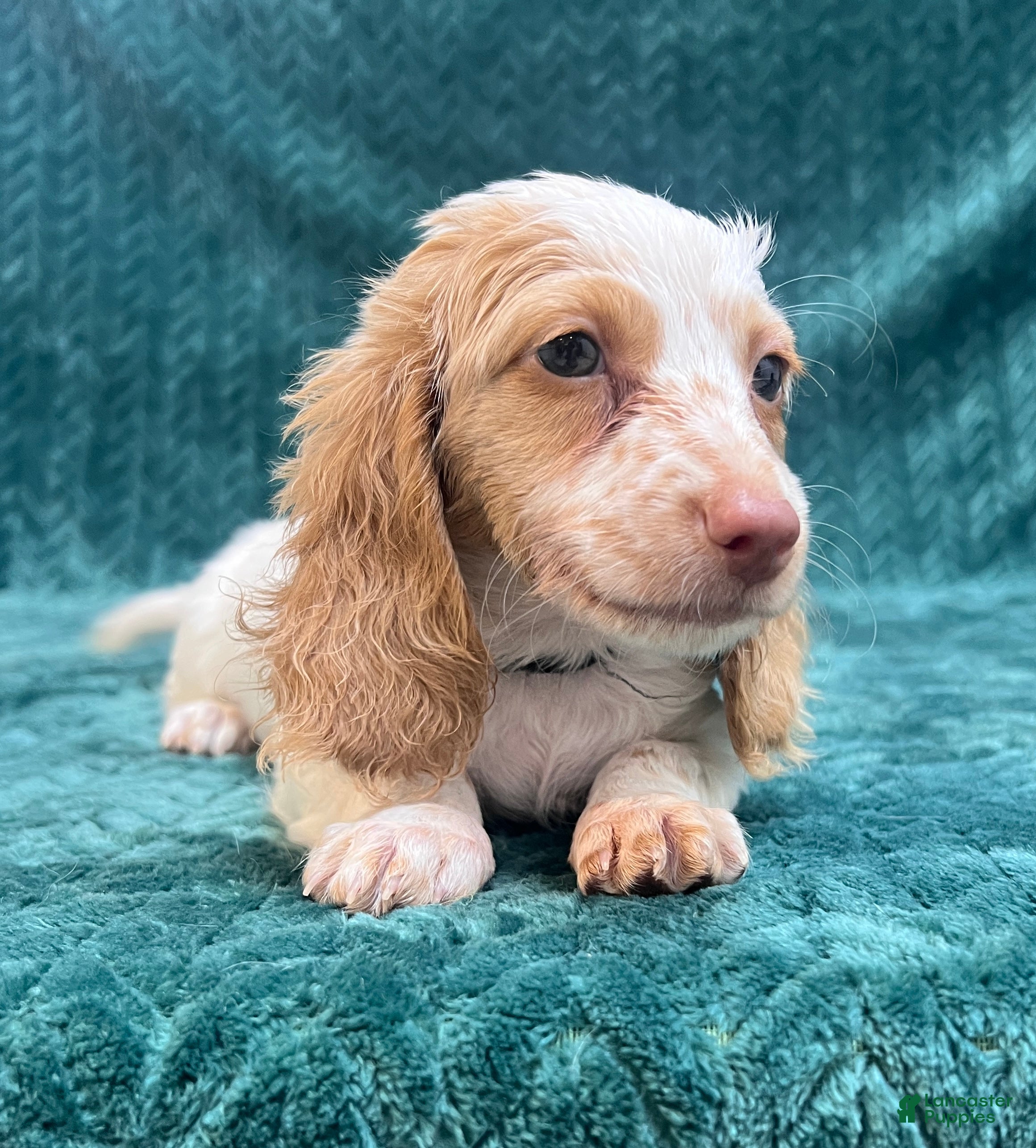 Miniature Dachshund dogs Miniature Dachshund 2 - Ad 6