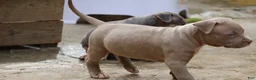 American Bully dogs for sale: Pheonix - Ad 4