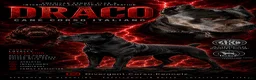 Cane Corso dogs for sale: Cane Corso 2 - Ad 9