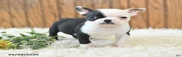 Boston Terrier dogs for sale: Misha - Ad 1