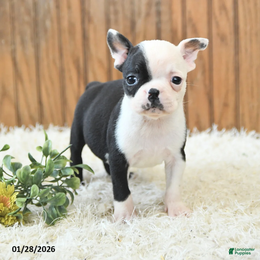 Boston Terrier dogs for sale: Misha - Ad 1