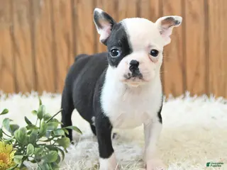Boston Terrier dogs Misha - Ad 6