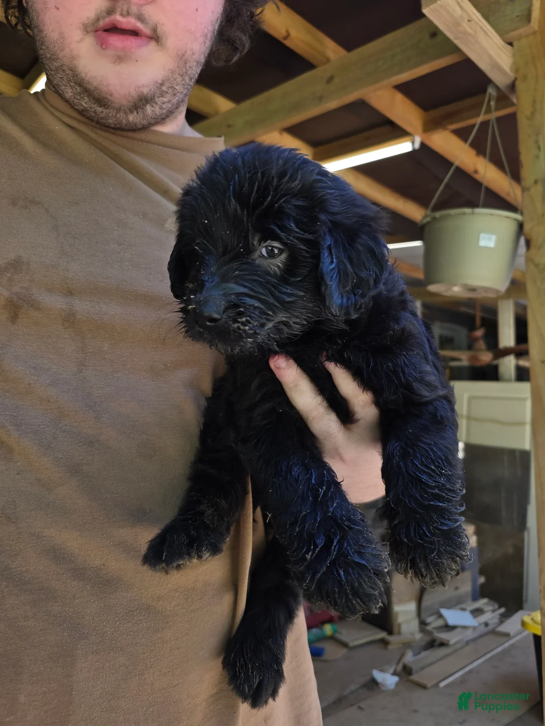 Goldendoodle dogs for sale: Goldendoodle 6 - Ad 2