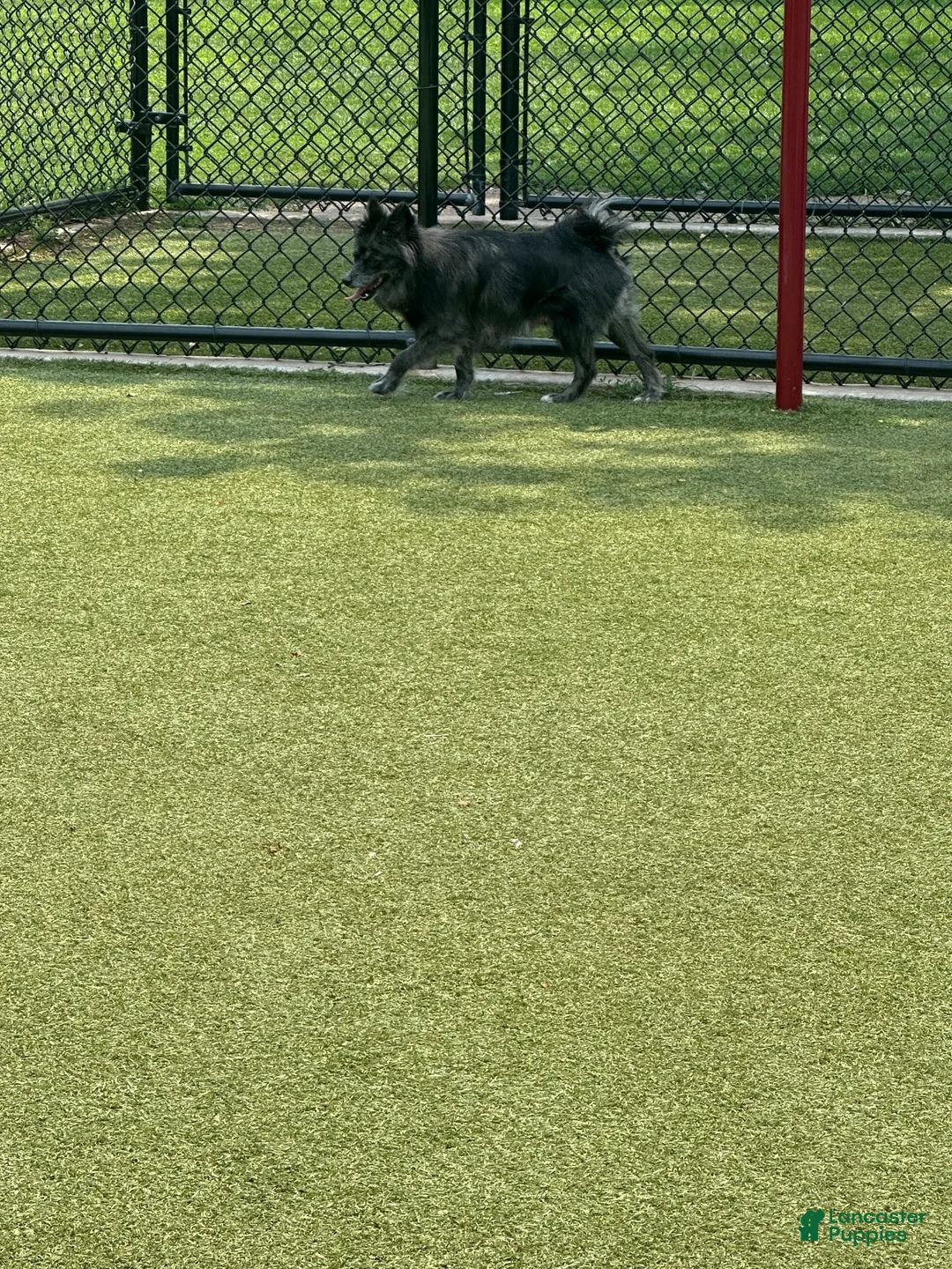 Pomsky dogs for sale: Pomsky 2 - Ad 6