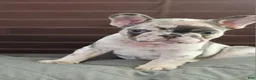 French Bulldog dogs for sale: Jax Tri Merle Fluffy Carrier - Ad 2