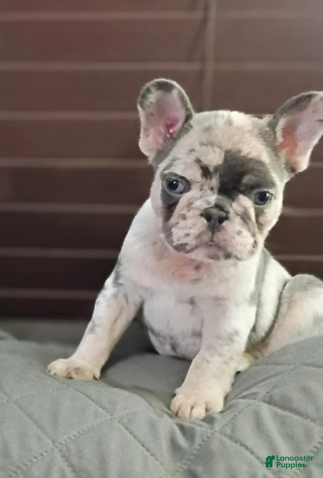 French Bulldog dogs for sale: Jax Tri Merle Fluffy Carrier - Ad 2
