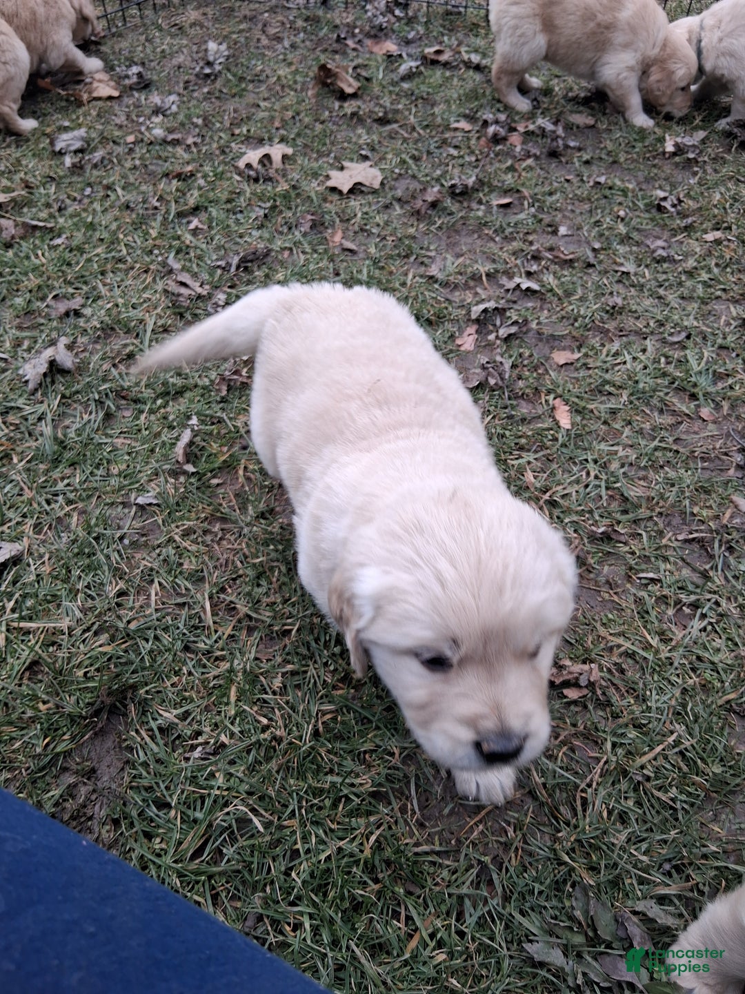 Golden Retriever dogs for sale: Violet - Ad 1
