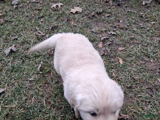 Golden Retriever dogs Violet - Ad 12
