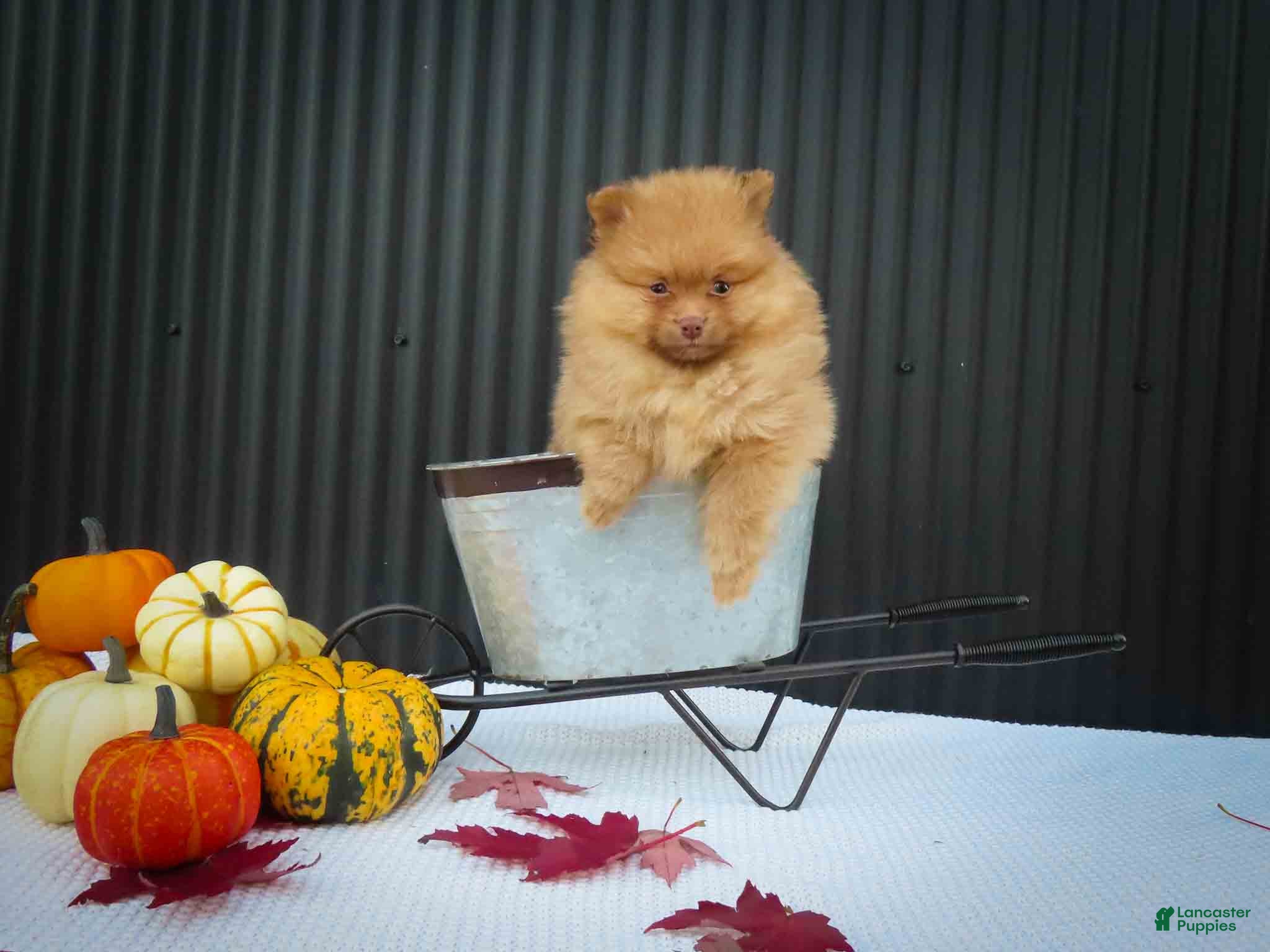 Pomeranian dogs 🐾 Meet Rosa — A Bouncy Little Ball of Fluff! 🐾 - Ad 1