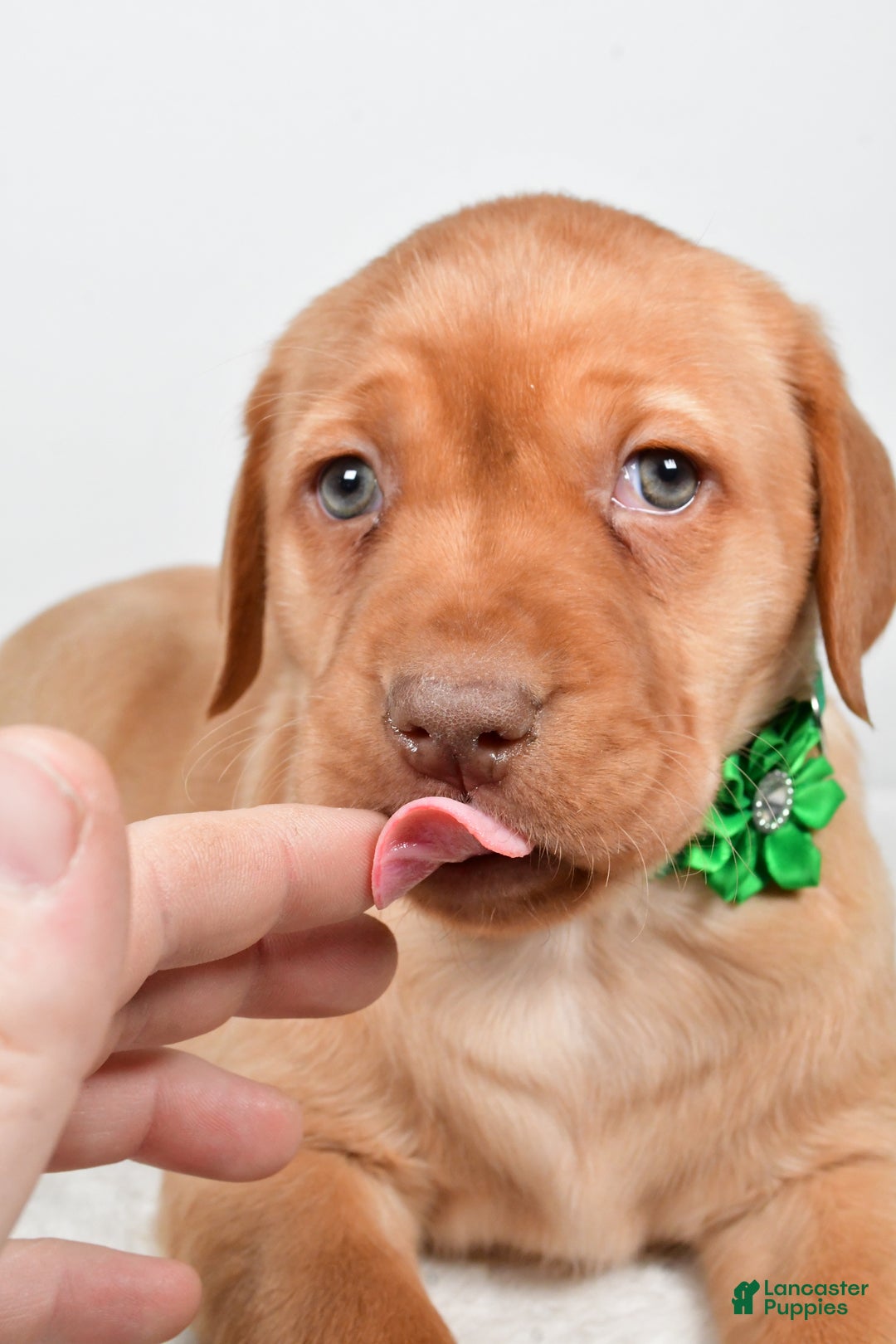 Labrador Retriever dogs for sale: Nikki - Ad 6