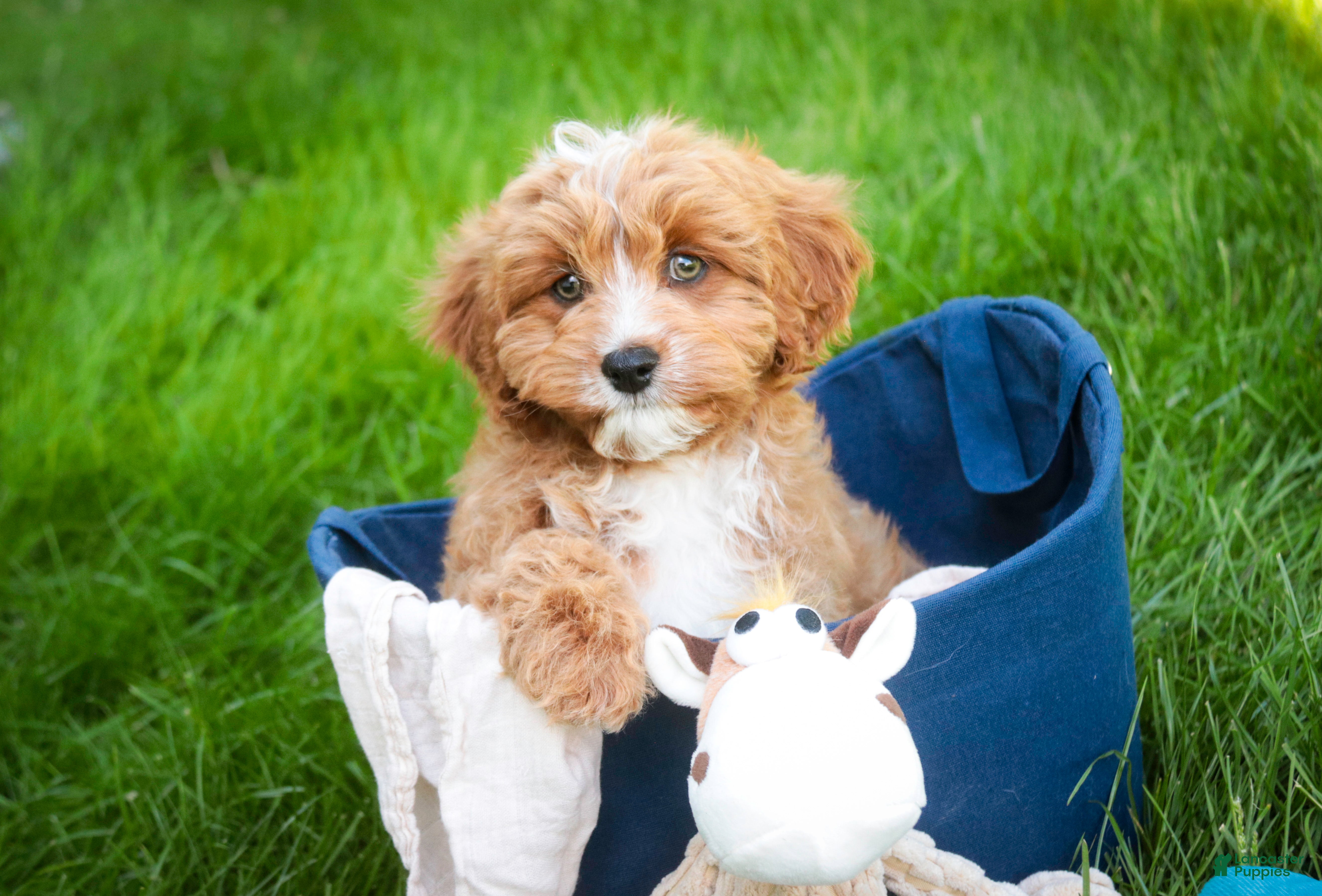 Cavapoo dogs Herbie - Ad 1