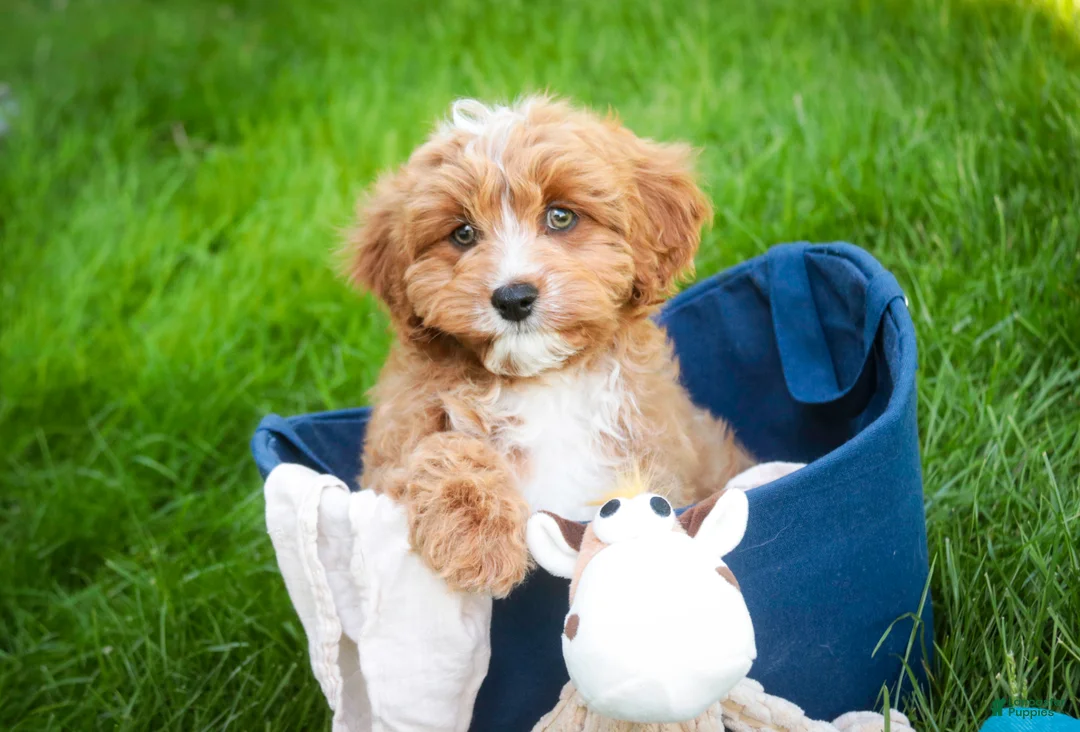 Cavapoo dogs for sale: Herbie - Ad 1