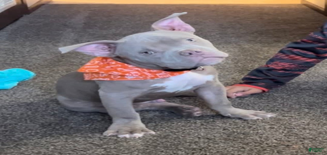 Gallery Image {{count}}