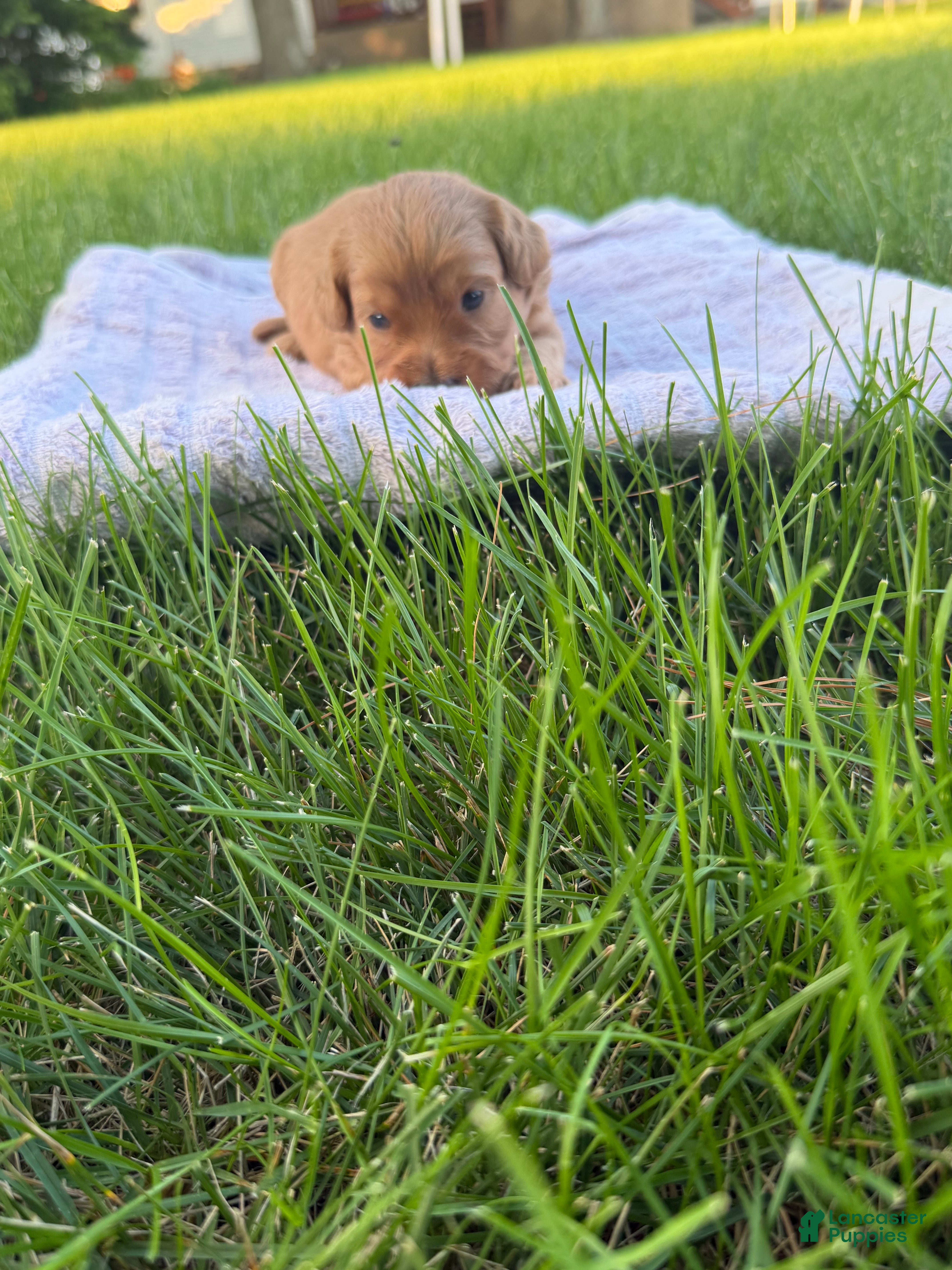 Mini Goldendoodle dogs Lexi Mini Goldendoodle  - Ad 2