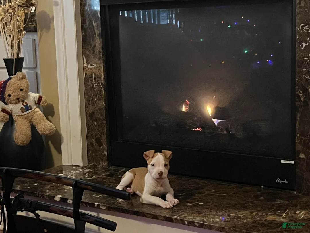 American Pit Bull Terrier dogs for sale: American Pit Bull Terrier Puppy 1 - Ad 2