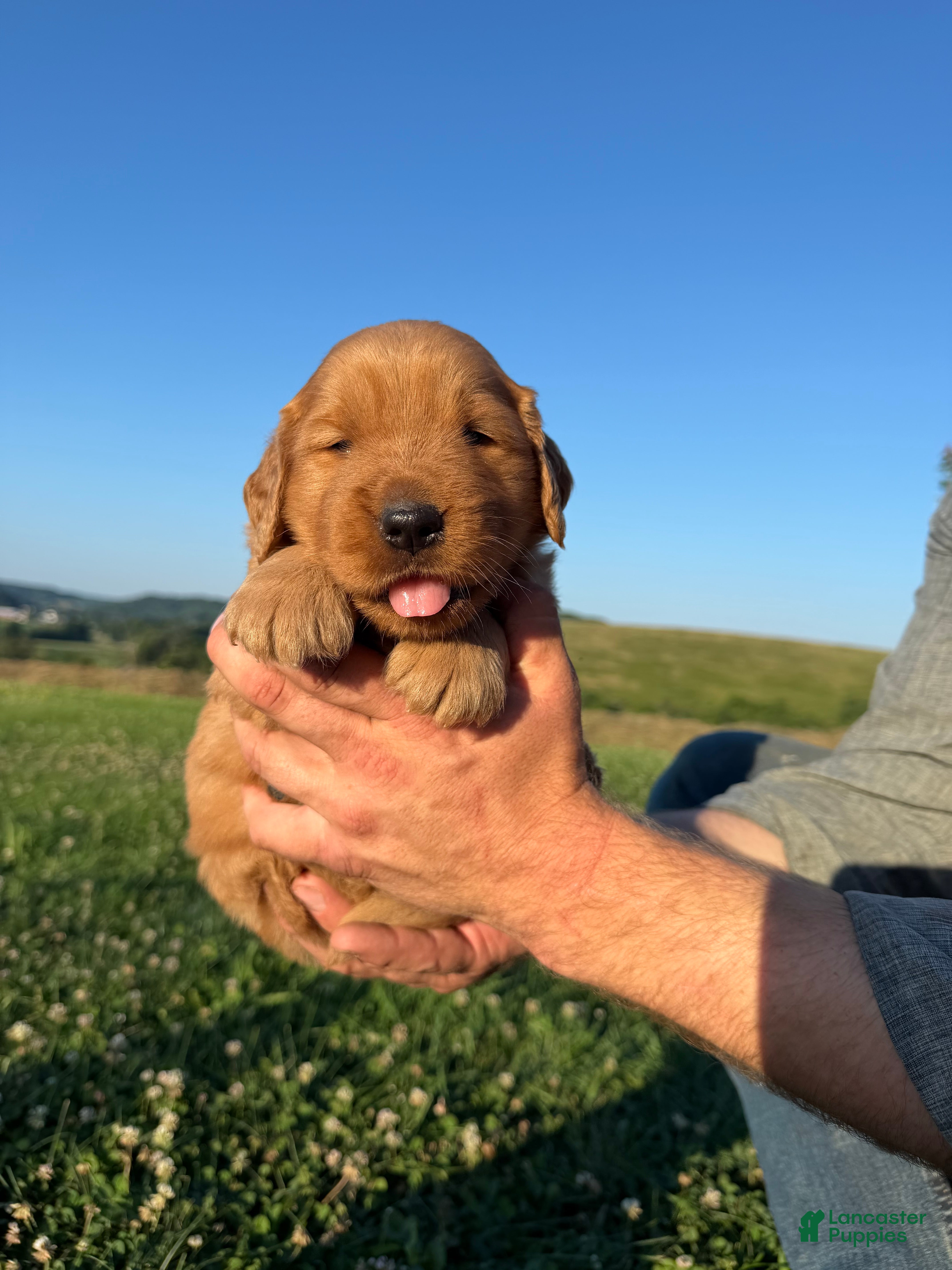 Golden Retriever dogs Clifford  - Ad 1