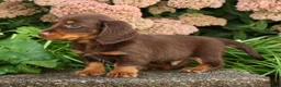 Miniature Dachshund dogs for sale: Dewey - Ad 8