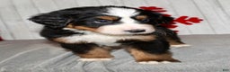 Bernese Mountain Dog dogs for sale: Luna - Ad 4