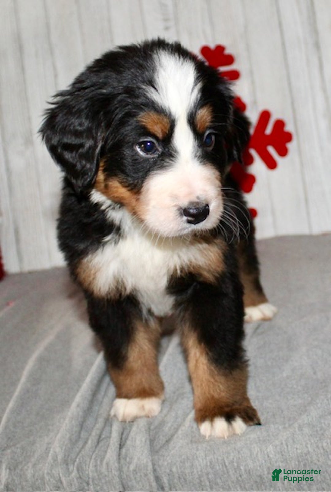 Bernese Mountain Dog dogs for sale: Luna - Ad 4
