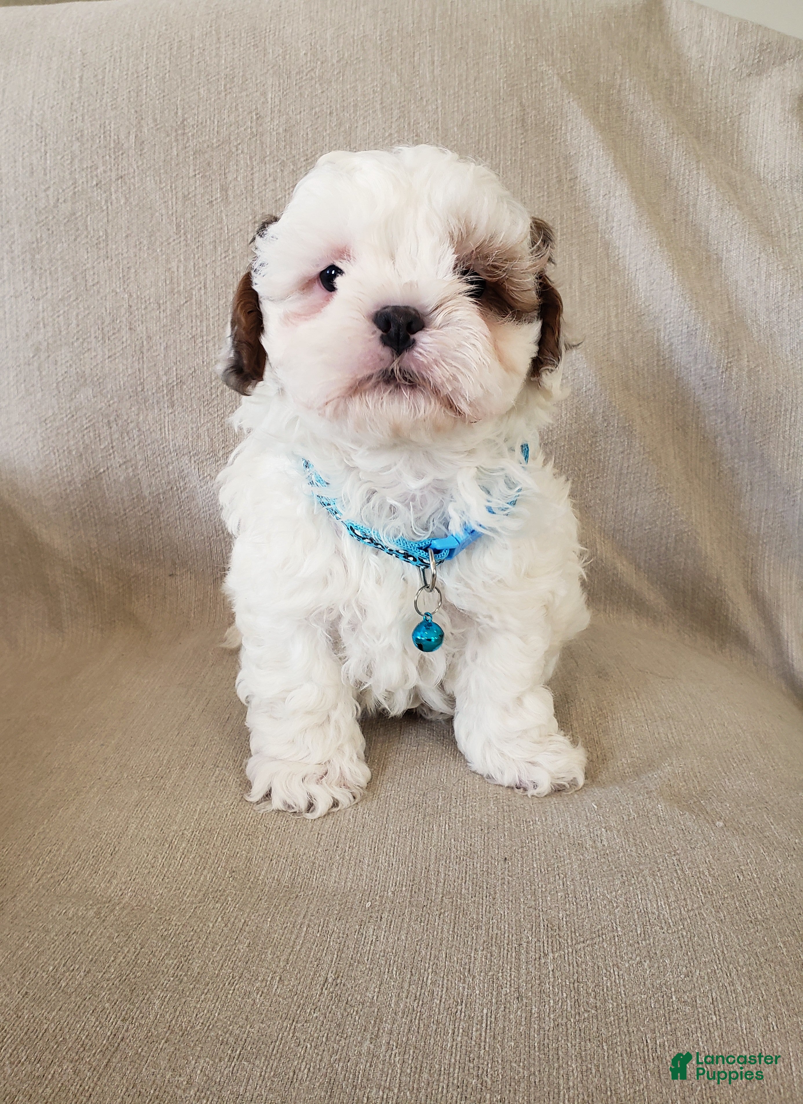 Shihpoo dogs PEANUT - Ad 1