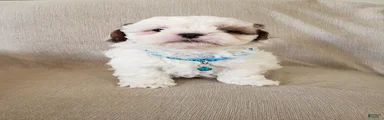 PEANUT