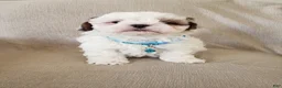 Shihpoo dogs for sale: PEANUT - Ad 1