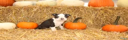 Boston Terrier dogs for sale: Jordan - Ad 6