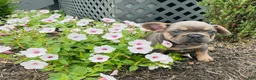 French Bulldog dogs for sale: Sadie - Ad 15