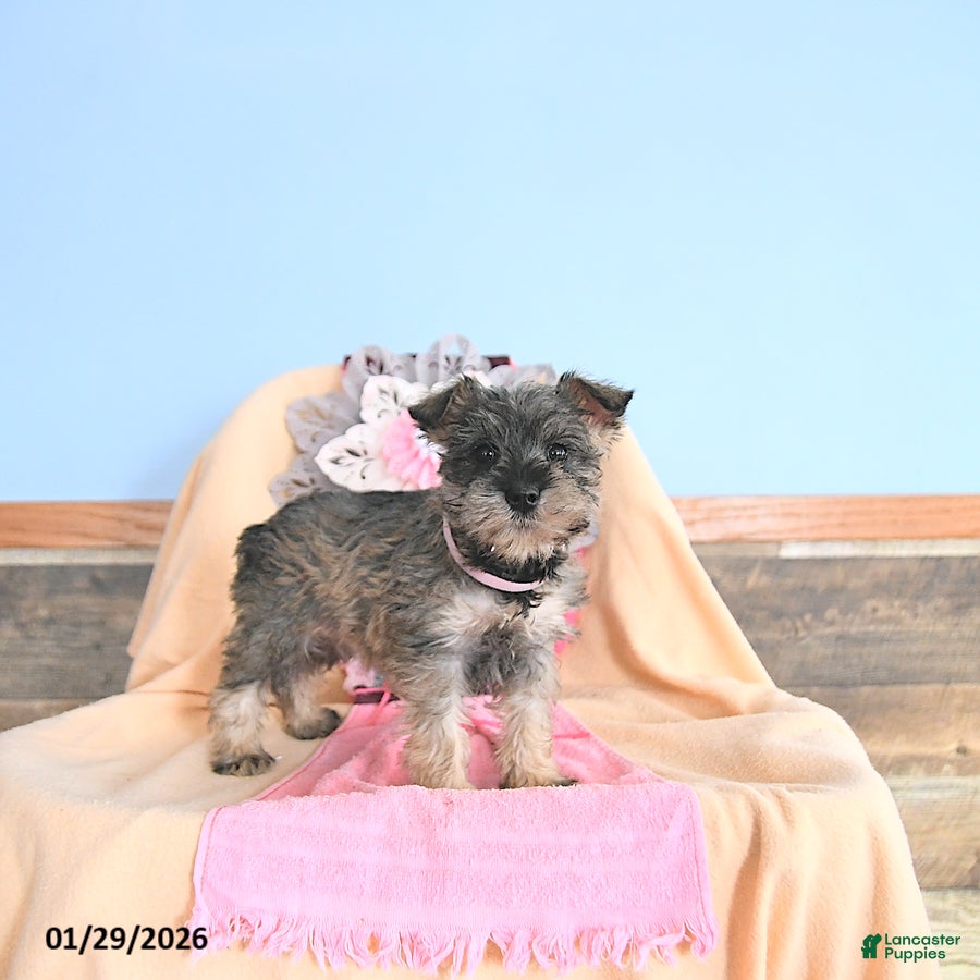 Miniature Schnauzer dogs Precious - Ad 25