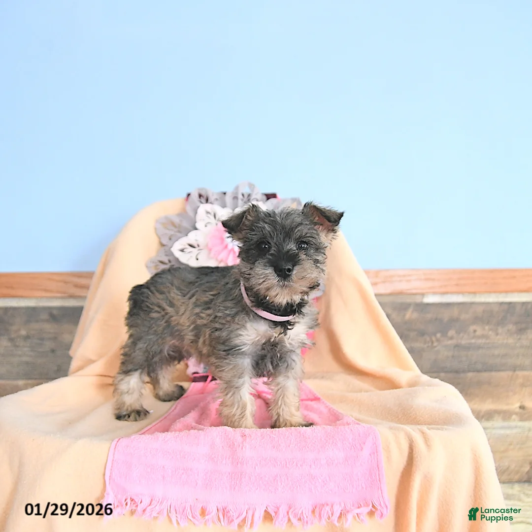 Miniature Schnauzer dogs for sale: Precious - Ad 1